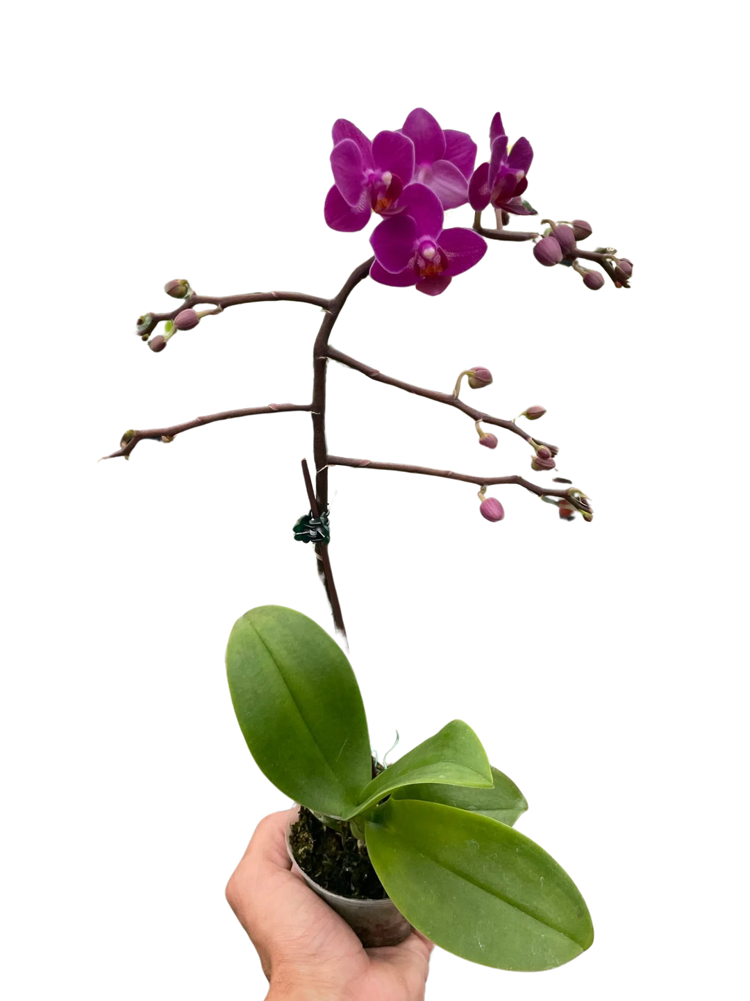 Orchid 'Purple Fucshia Phalaenopsis'-American Plant Supply