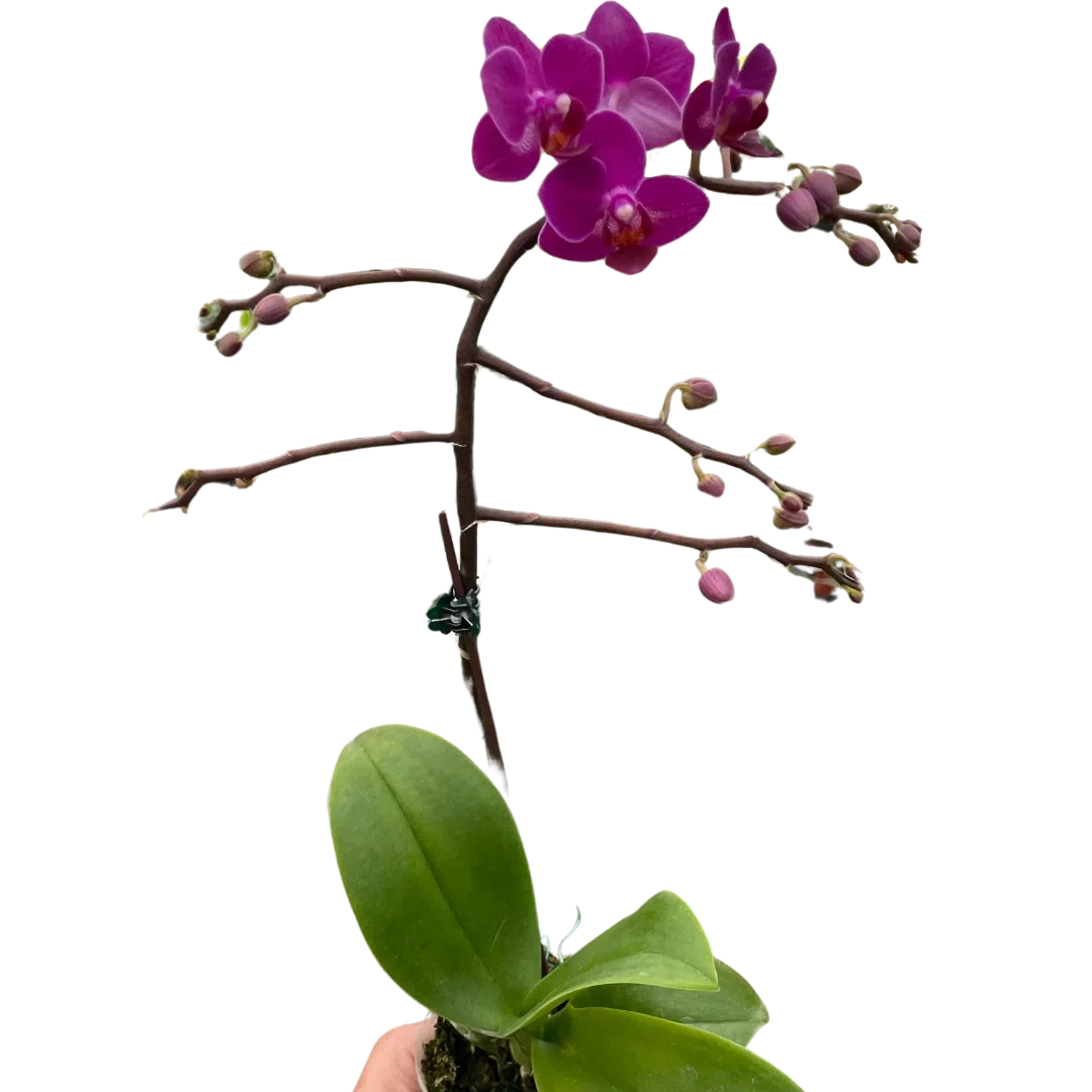 Orchid 'Purple Fucshia Phalaenopsis'-American Plant Supply