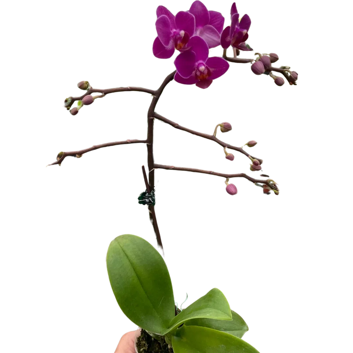 Orchid 'Purple Fucshia Phalaenopsis'-American Plant Supply