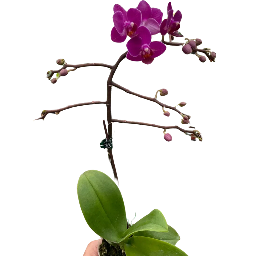 Orchid 'Purple Fucshia Phalaenopsis'-American Plant Supply