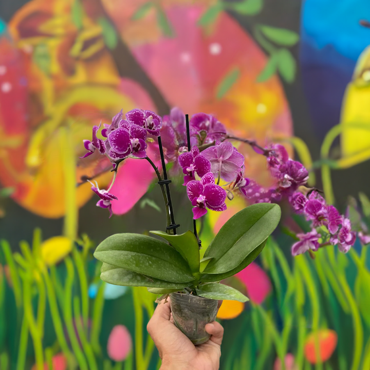 Orchid 'Purple Spotted Phalaenopsis'