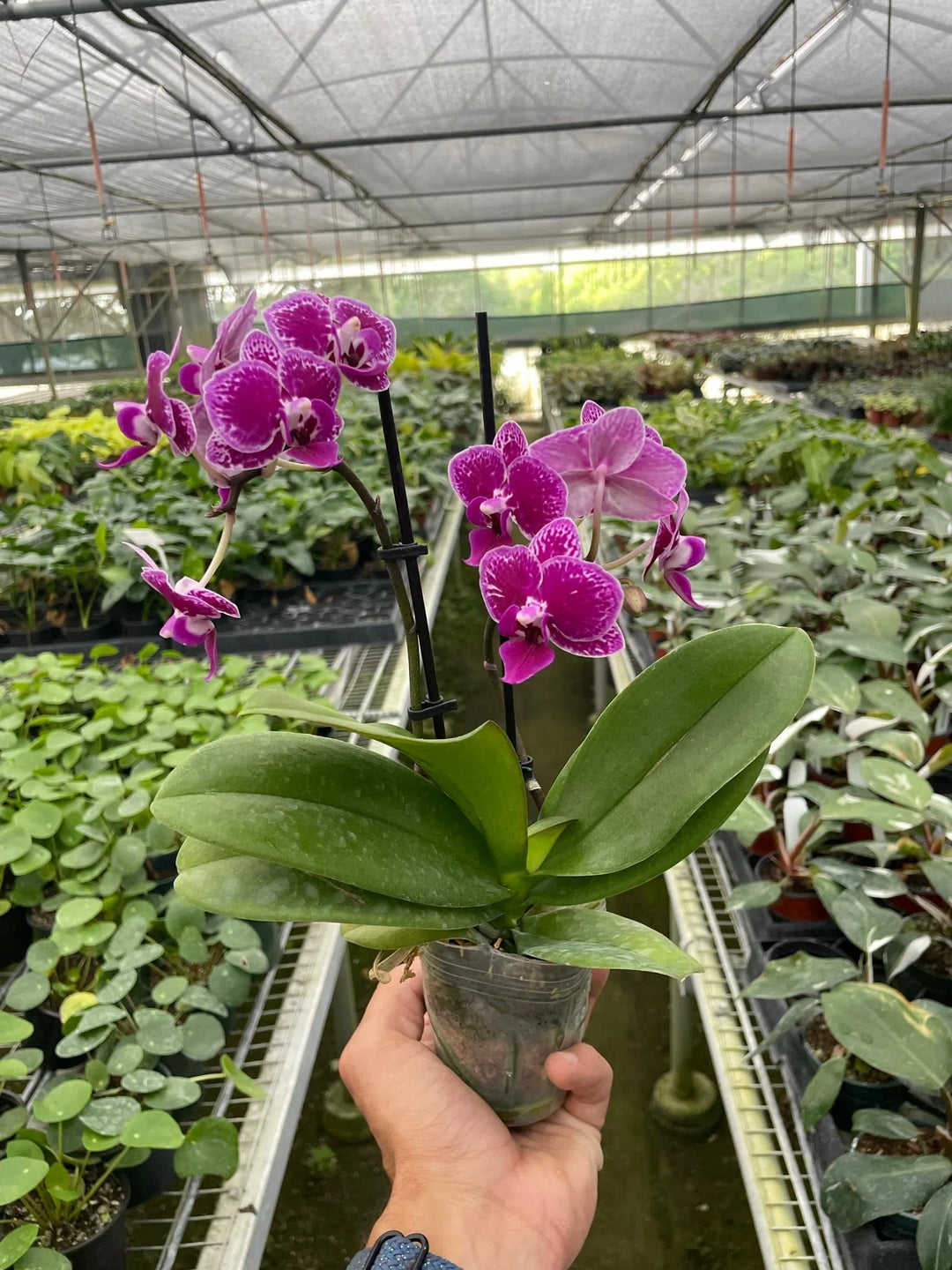 Orchid 'Purple Spotted Phalaenopsis'-American Plant Supply