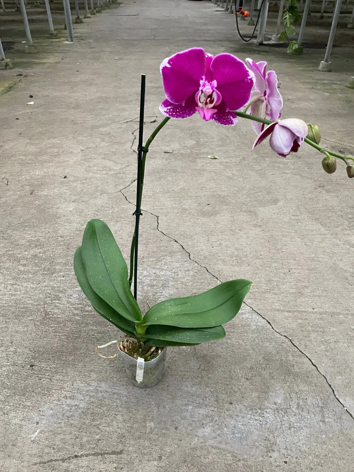 Orchid 'Purple Spotted Phalaenopsis'-American Plant Supply