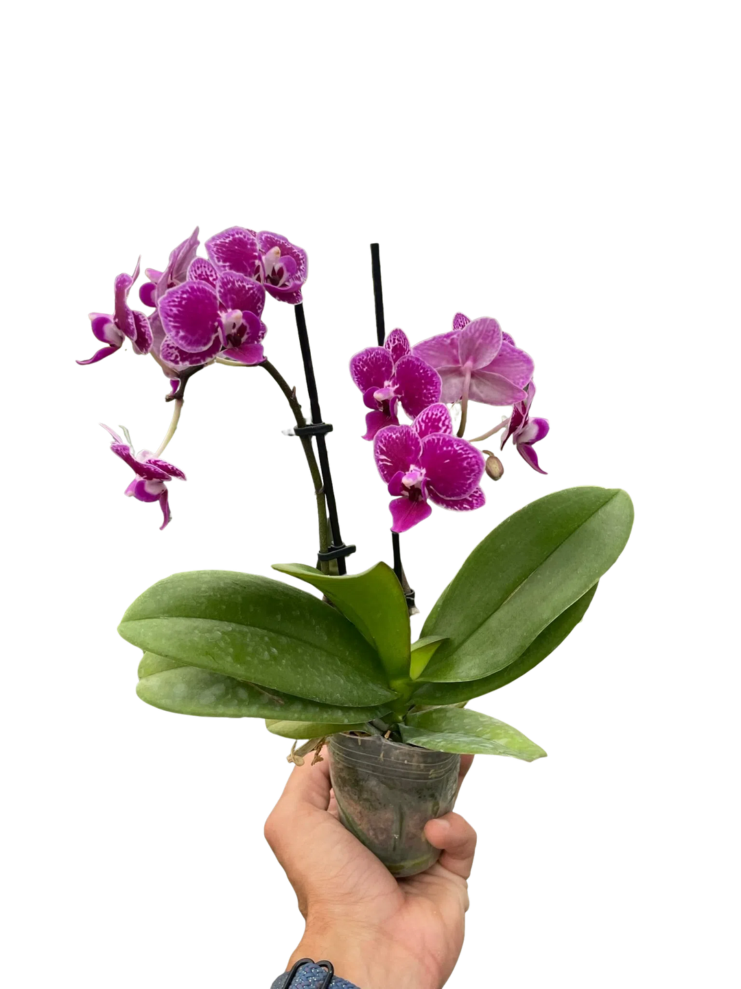 Orchid 'Purple Spotted Phalaenopsis'-American Plant Supply