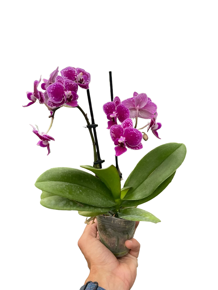 Orchid 'Purple Spotted Phalaenopsis'-American Plant Supply