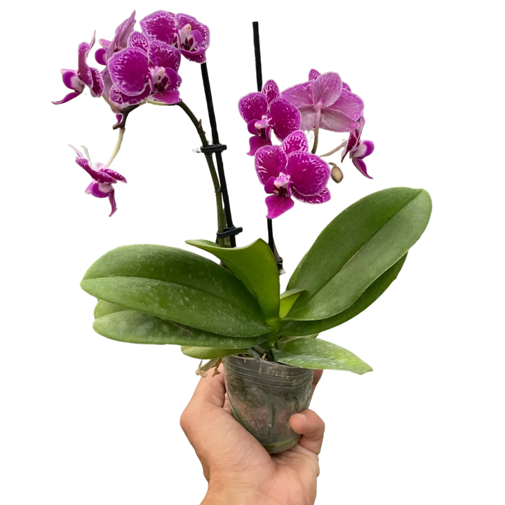 Orchid 'Purple Spotted Phalaenopsis'-American Plant Supply