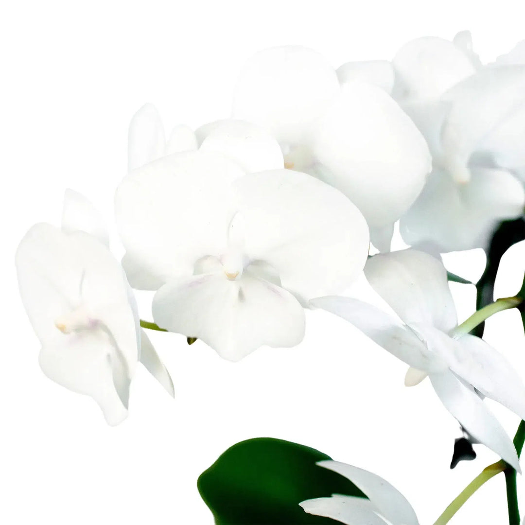 Orchid 'White Phalaenopsis'-American Plant Supply