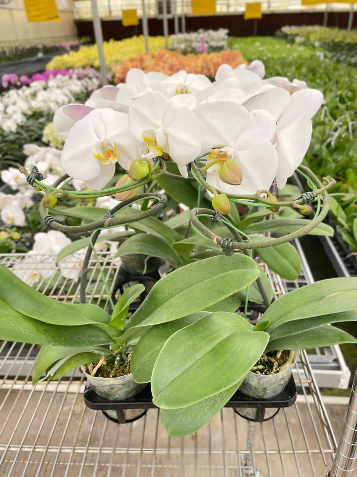 Orchid 'White Phalaenopsis'-American Plant Supply