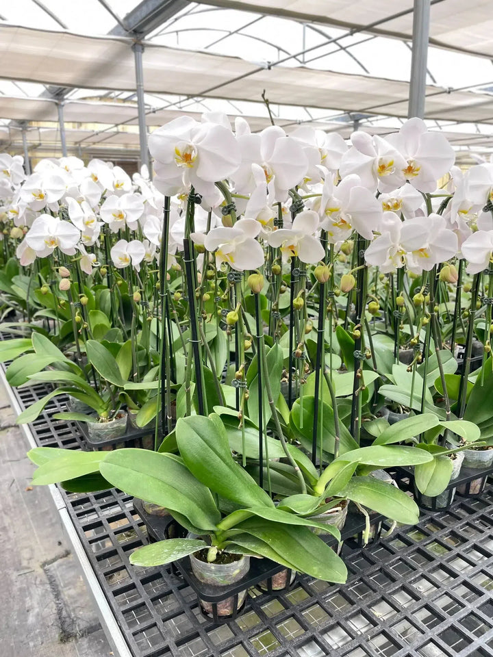 Orchid 'White Phalaenopsis'-American Plant Supply