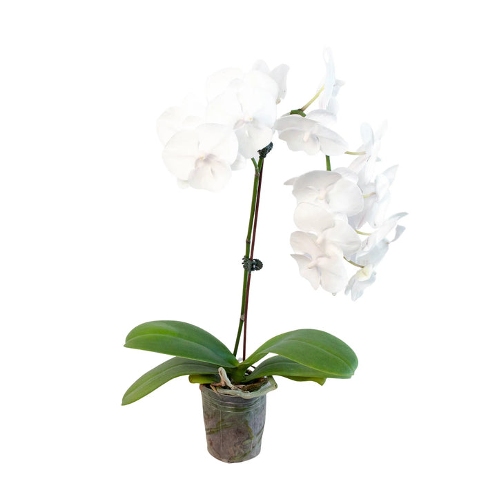 Orchid 'White Phalaenopsis'-American Plant Supply