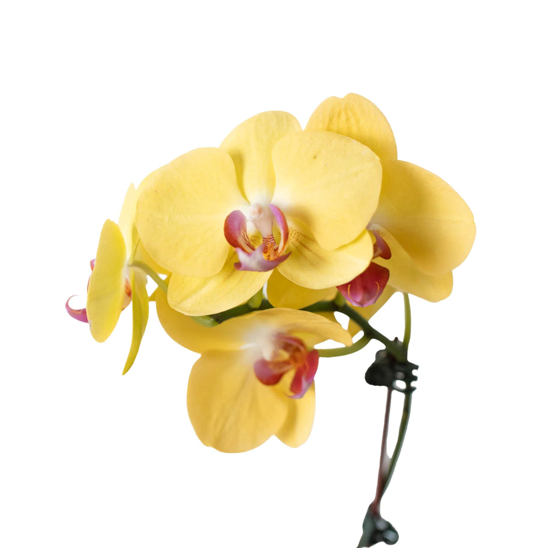 Orchid 'Yellow Phalaenopsis'-American Plant Supply