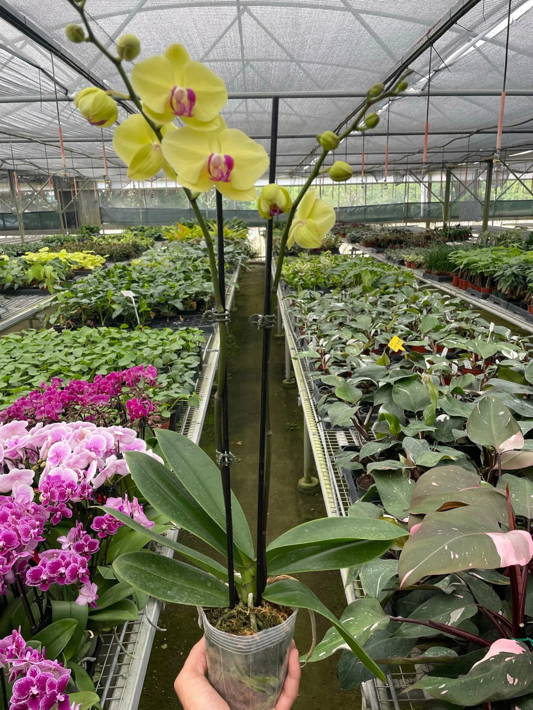 Orchid 'Yellow Phalaenopsis'-American Plant Supply