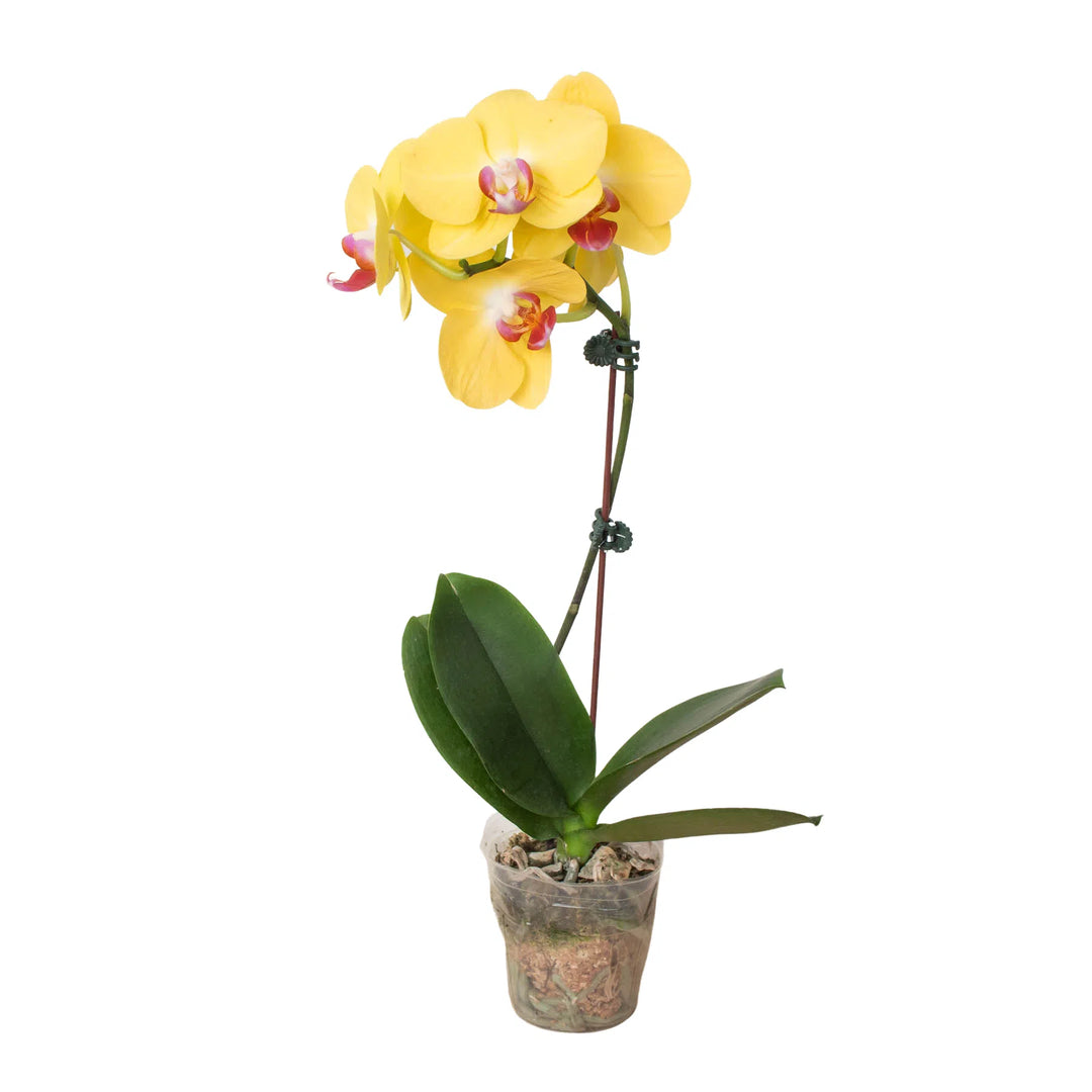 Orchid 'Yellow Phalaenopsis'-American Plant Supply