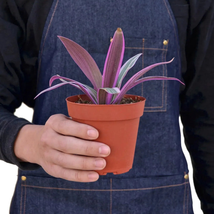 Oyster Plant 'Moses in the Cradle'-Default-American Plant Supply