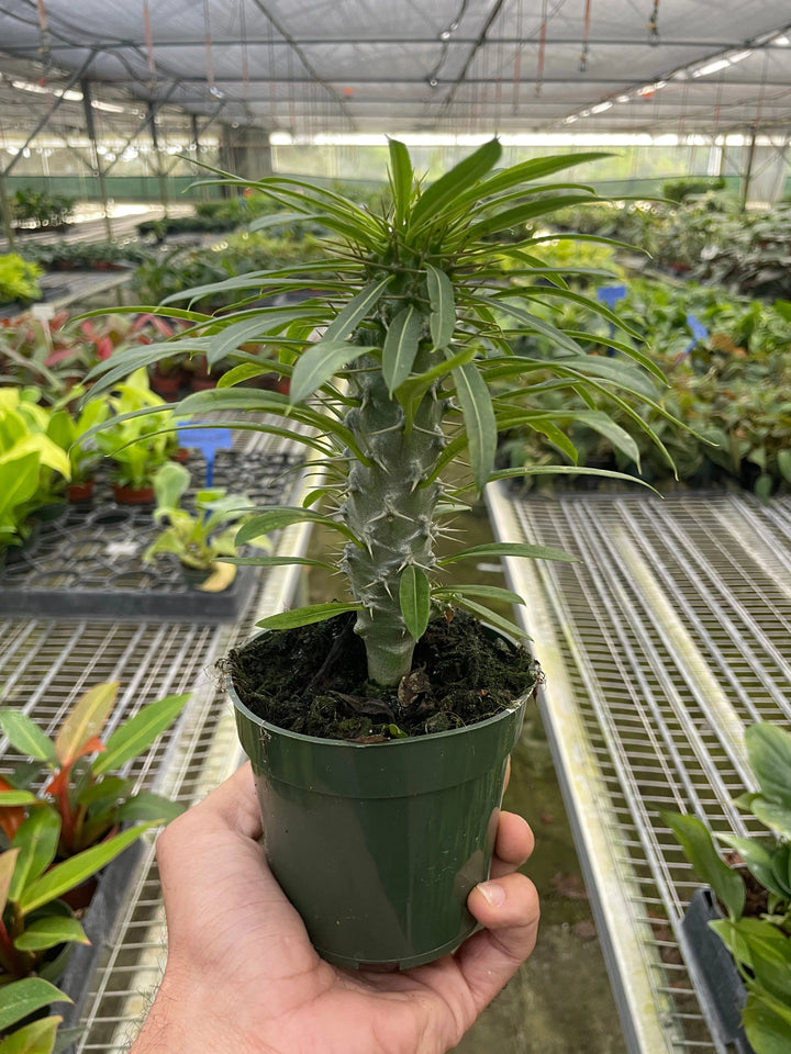 Pachypodium 'lamerei' (Madagascar Palm)-Indoor Plants-American Plant Supply