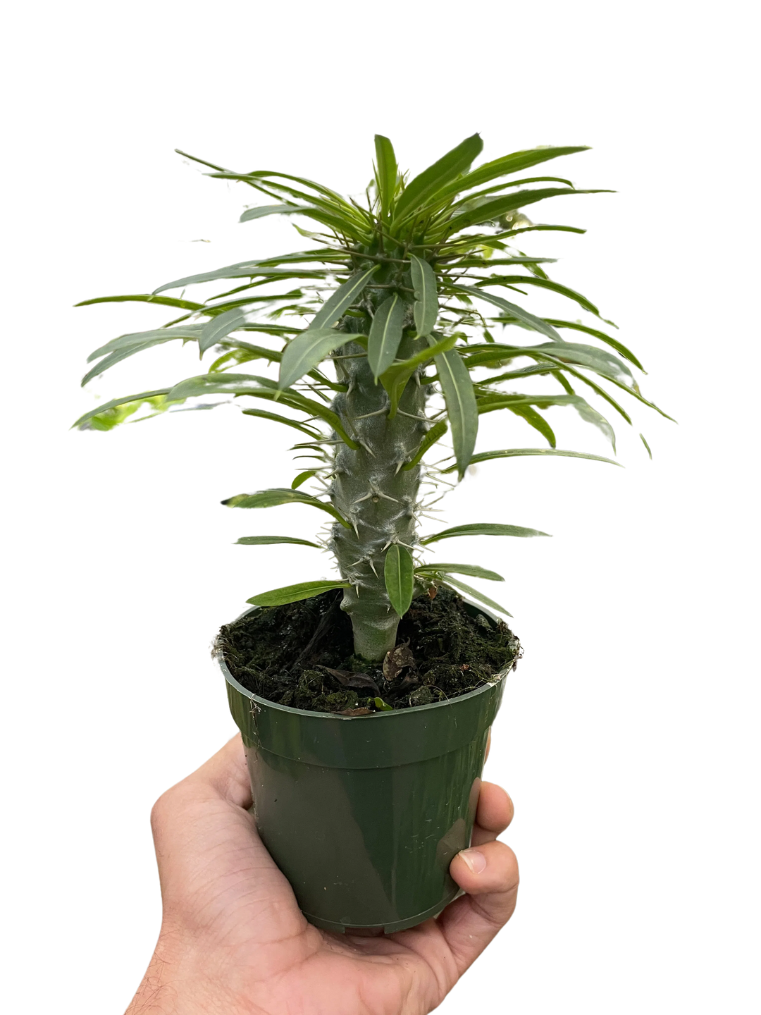 Pachypodium 'lamerei' (Madagascar Palm)-Indoor Plants-American Plant Supply