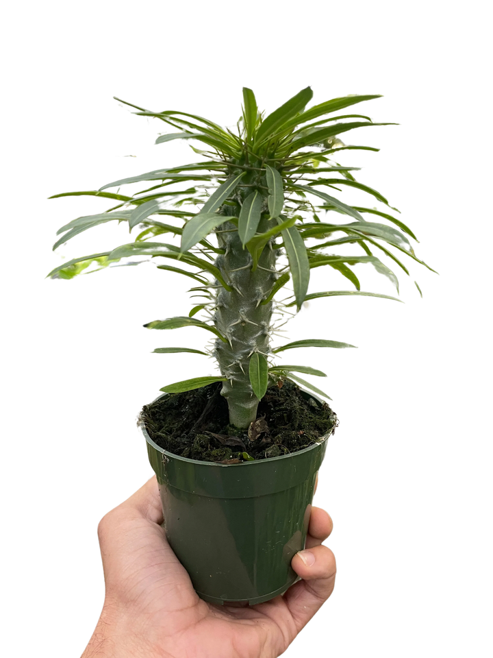 Pachypodium 'lamerei' (Madagascar Palm)-Indoor Plants-American Plant Supply