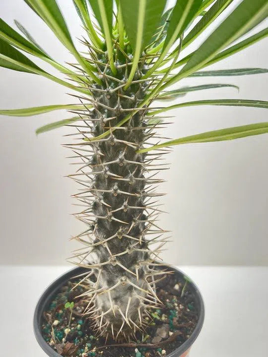 Pachypodium 'lamerei' (Madagascar Palm)-Indoor Plants-American Plant Supply