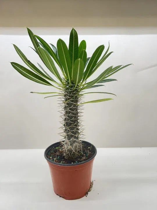 Pachypodium 'lamerei' (Madagascar Palm)-Indoor Plants-American Plant Supply