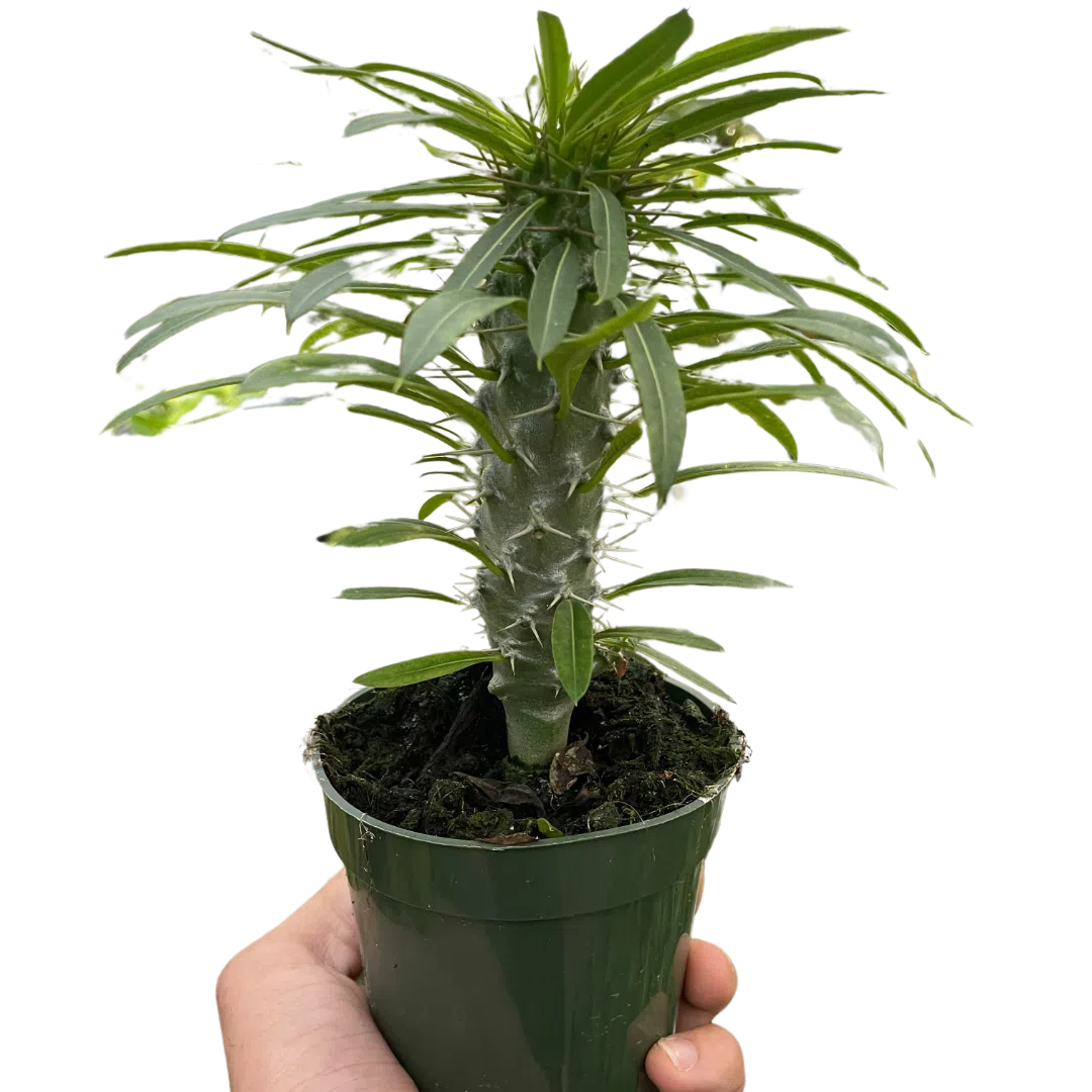 Pachypodium 'lamerei' (Madagascar Palm)-Indoor Plants-American Plant Supply