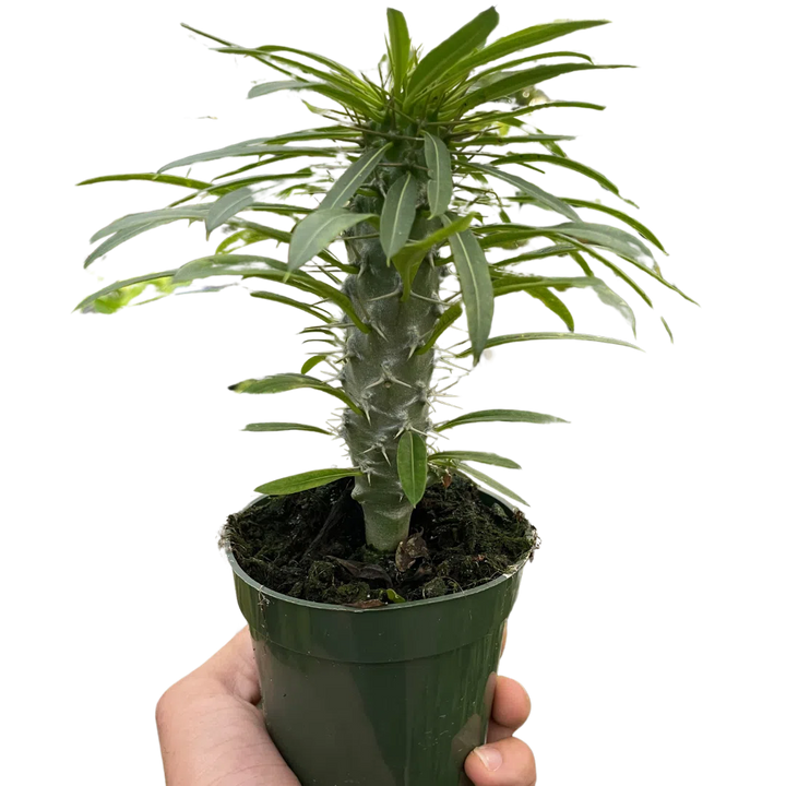 Pachypodium 'lamerei' (Madagascar Palm)-Indoor Plants-American Plant Supply