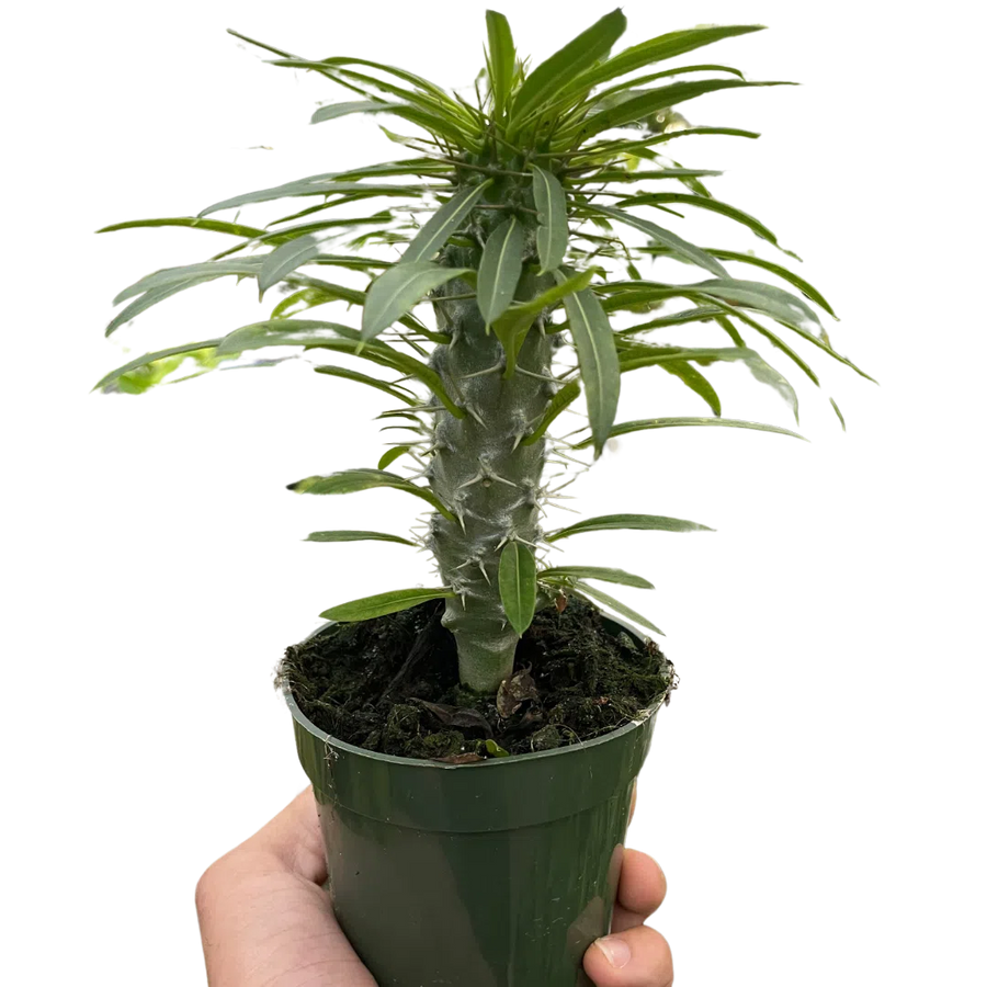 Pachypodium 'lamerei' (Madagascar Palm)-Indoor Plants-American Plant Supply