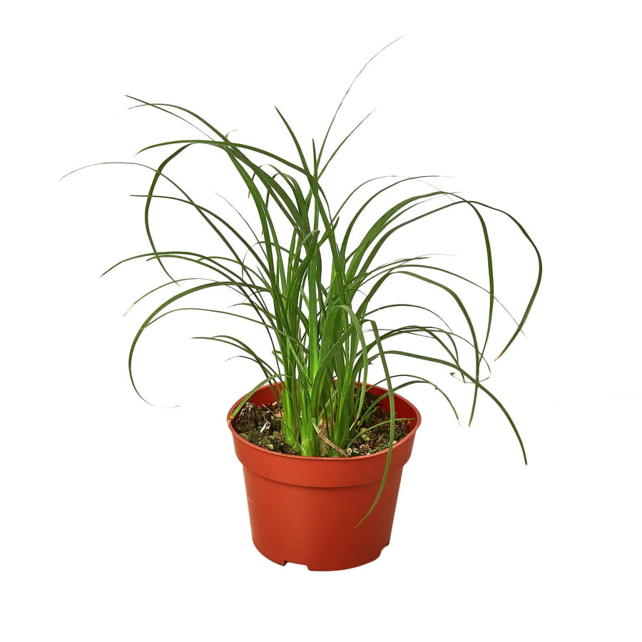 Palm Ponytail-Indoor Plants-American Plant Supply