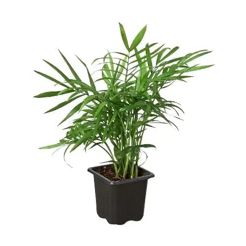 Parlor Palm-Indoor Plants-3" Pot-Nursery Pot-American Plant Supply