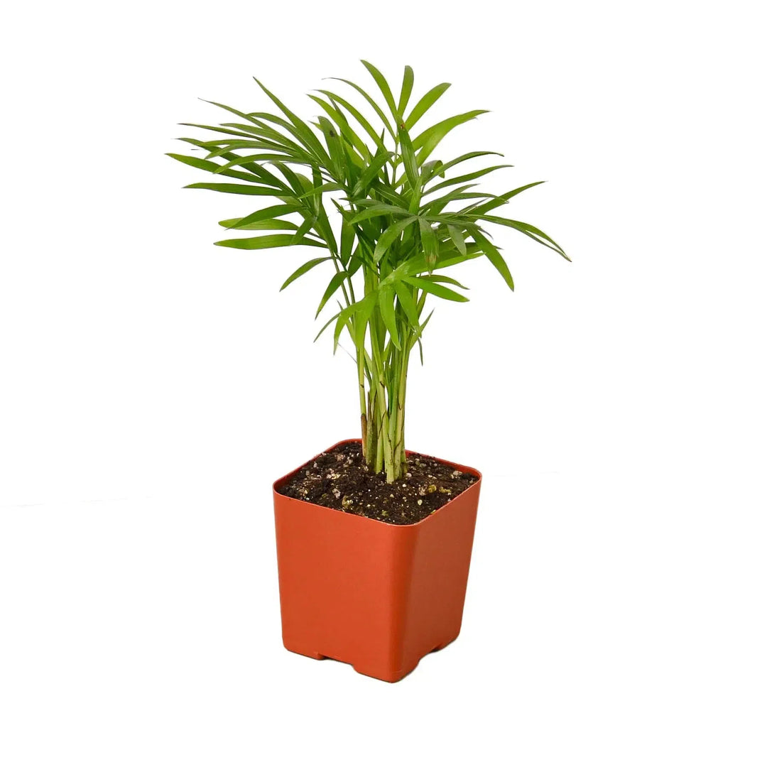 Parlor Palm-Indoor Plants-American Plant Supply