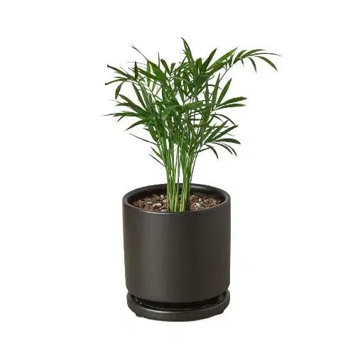 Parlor Palm-Indoor Plants-4" Pot-Black Cylinder-American Plant Supply