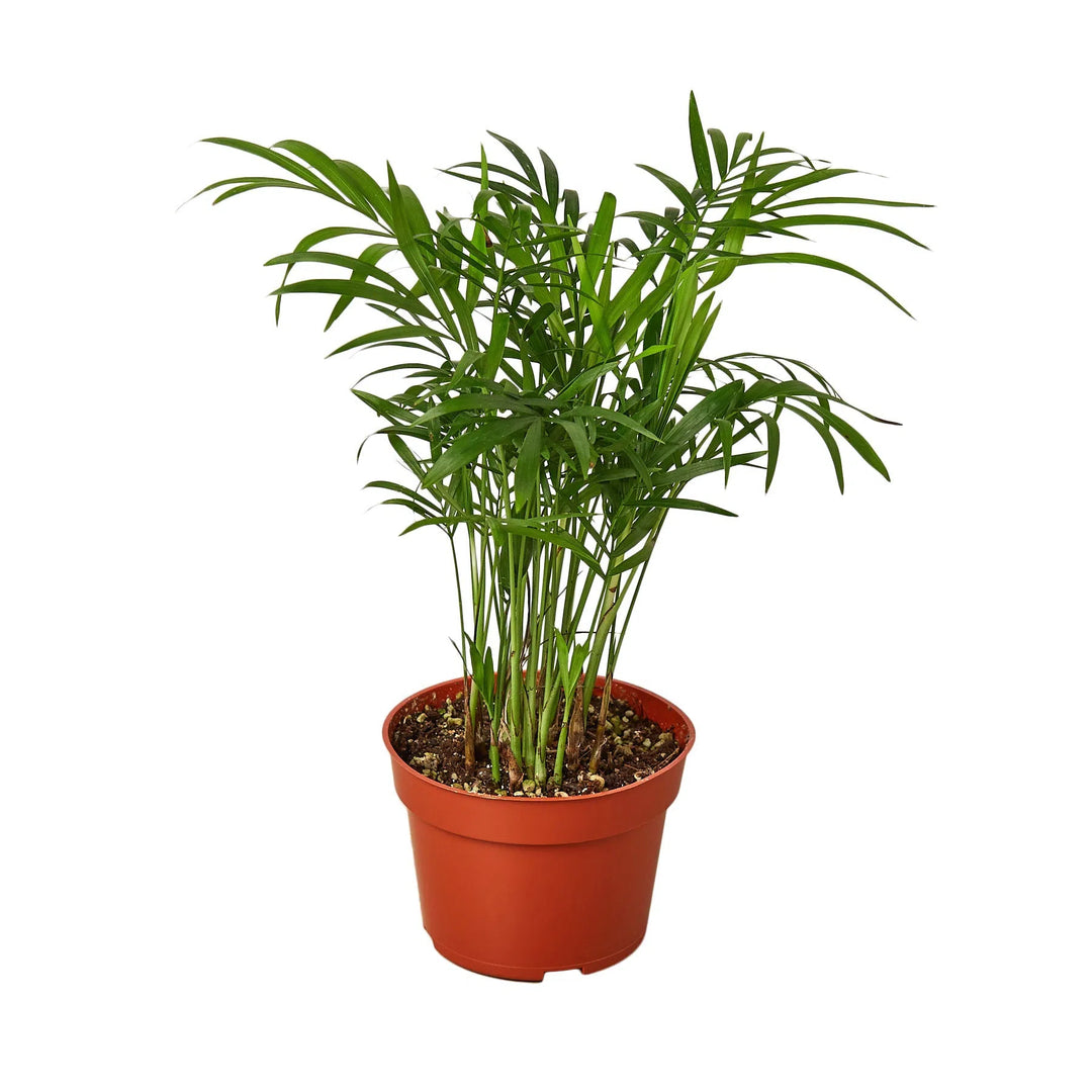 Parlor Palm-Indoor Plants-4" Pot-Nursery Pot-American Plant Supply