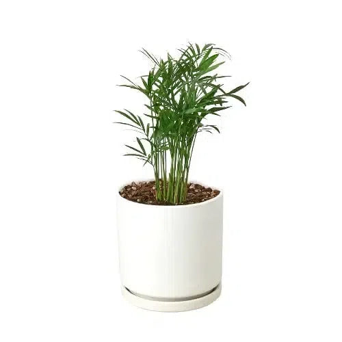 Parlor Palm-Indoor Plants-4" Pot-White Cylinder-American Plant Supply