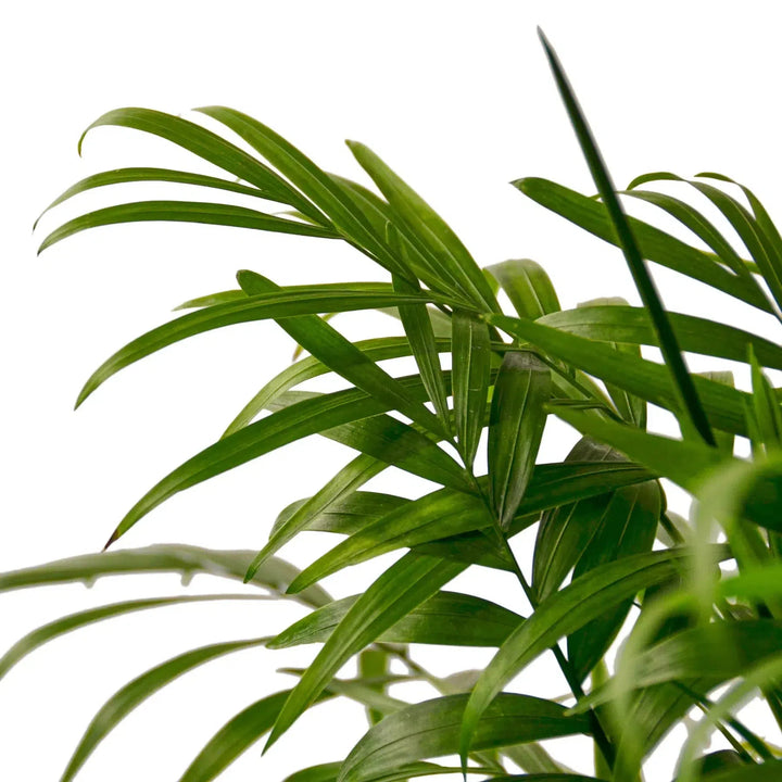 Parlor Palm-Indoor Plants-American Plant Supply