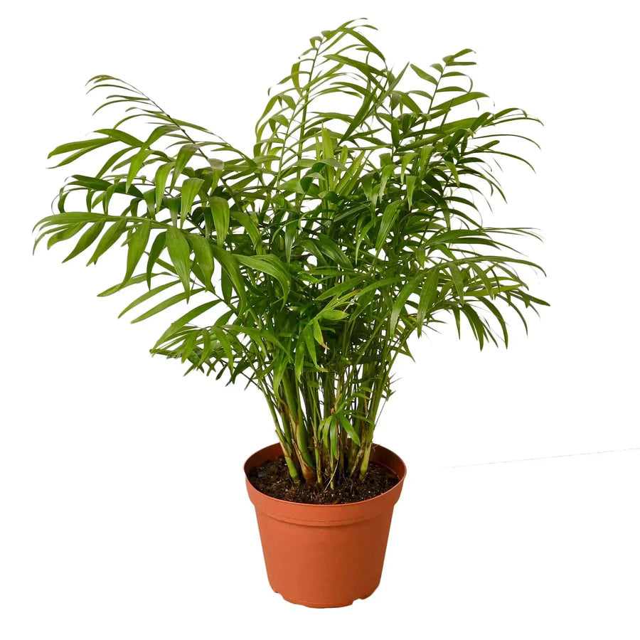 Parlor Palm-Indoor Plants-6" Pot-Nursery Pot-American Plant Supply