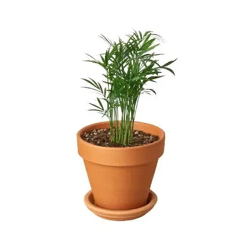 Parlor Palm-Indoor Plants-6" Pot-Terra Cotta-American Plant Supply