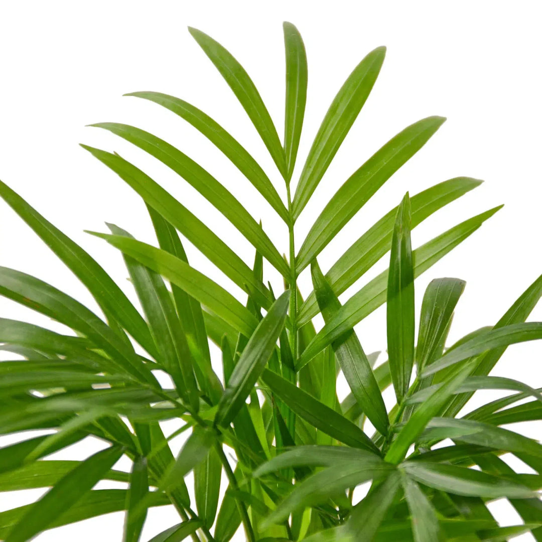 Parlor Palm-Indoor Plants-American Plant Supply