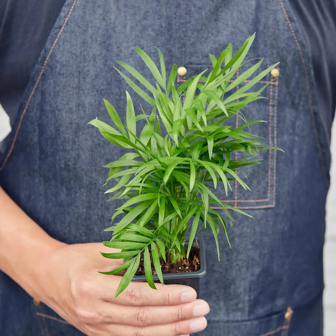 Parlor Palm-Indoor Plants-American Plant Supply