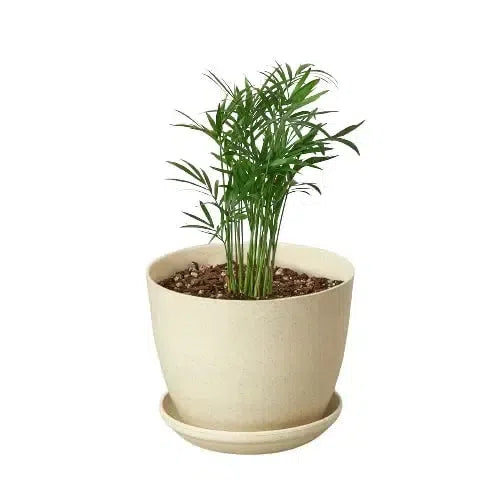 Parlor Palm-Indoor Plants-American Plant Supply