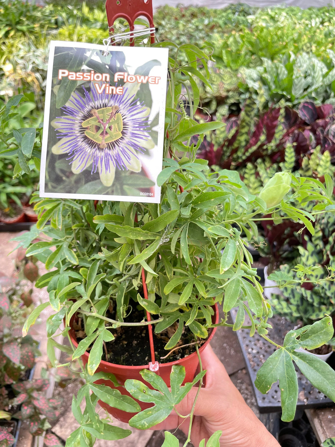 Passion Flower-Indoor Plants-American Plant Supply