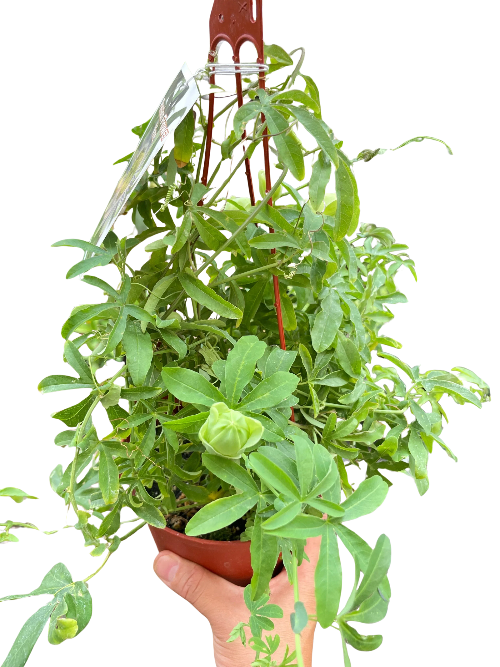 Passion Flower-Indoor Plants-American Plant Supply