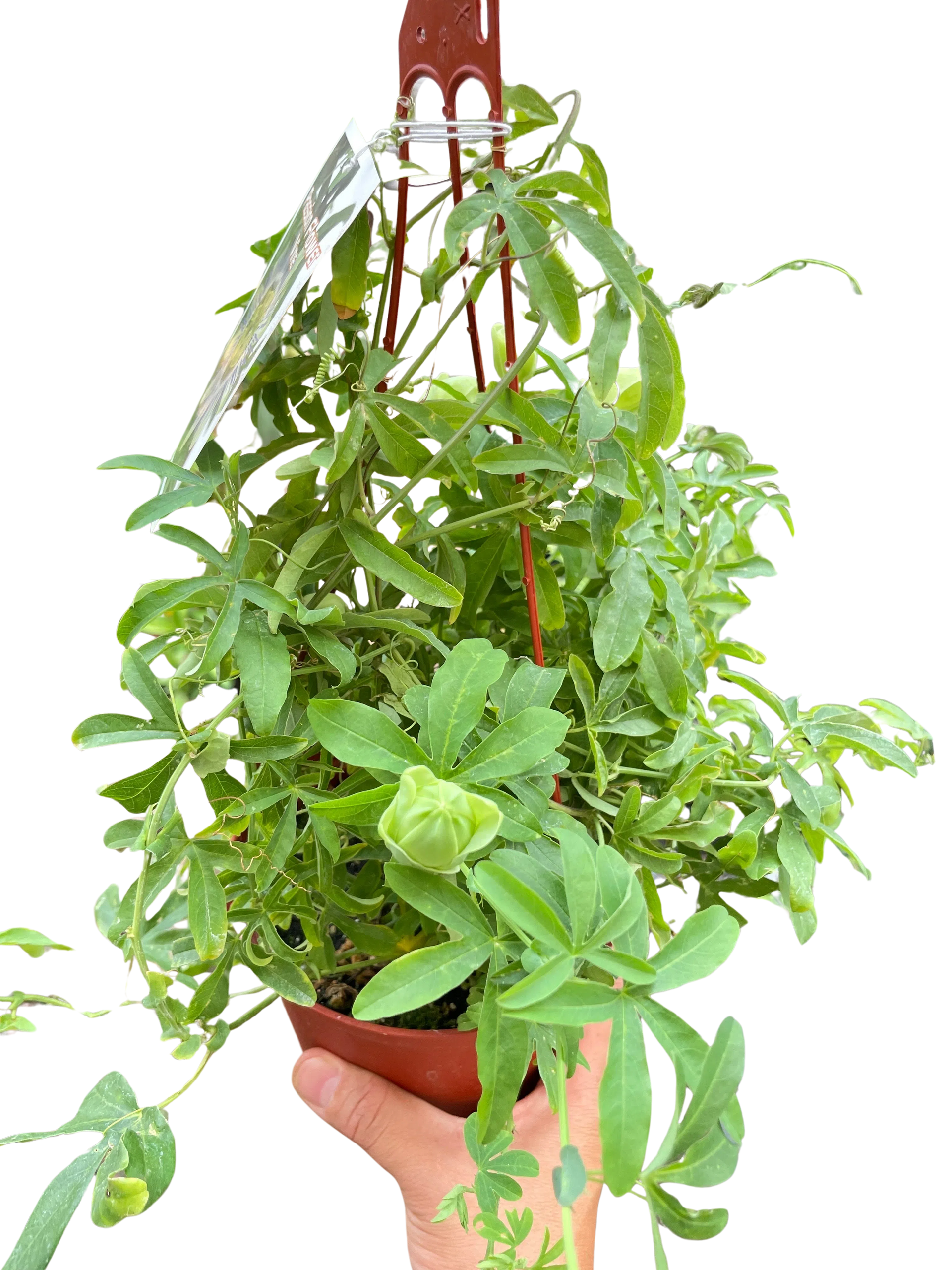 passion flower indoor plant Passion Flower exclusive at American Plant Supply