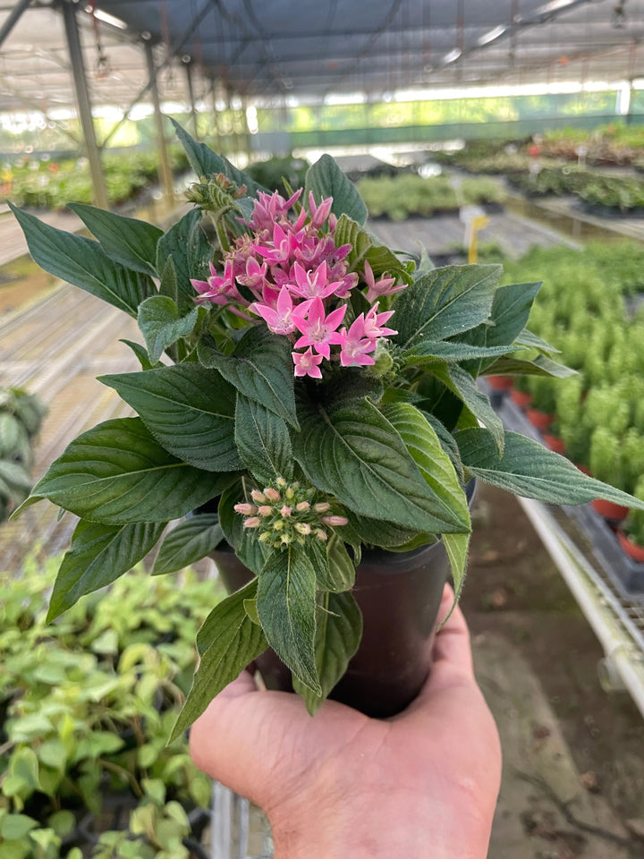Penta-Flowering-American Plant Supply