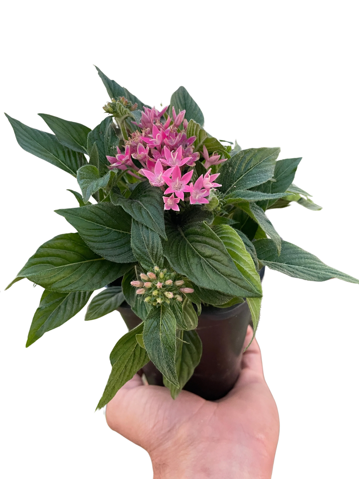 Penta-Flowering-American Plant Supply