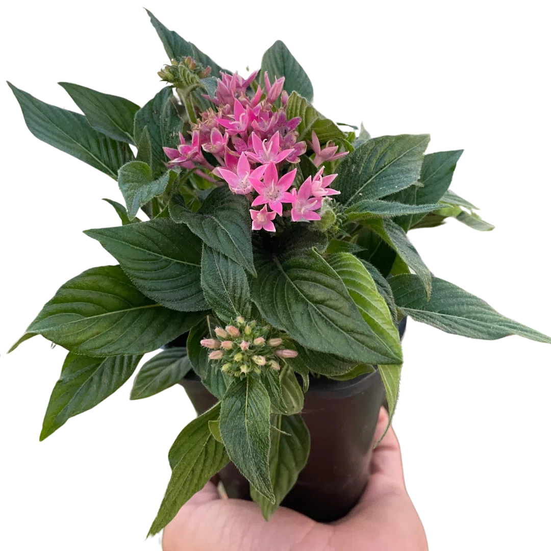 Penta-Flowering-American Plant Supply