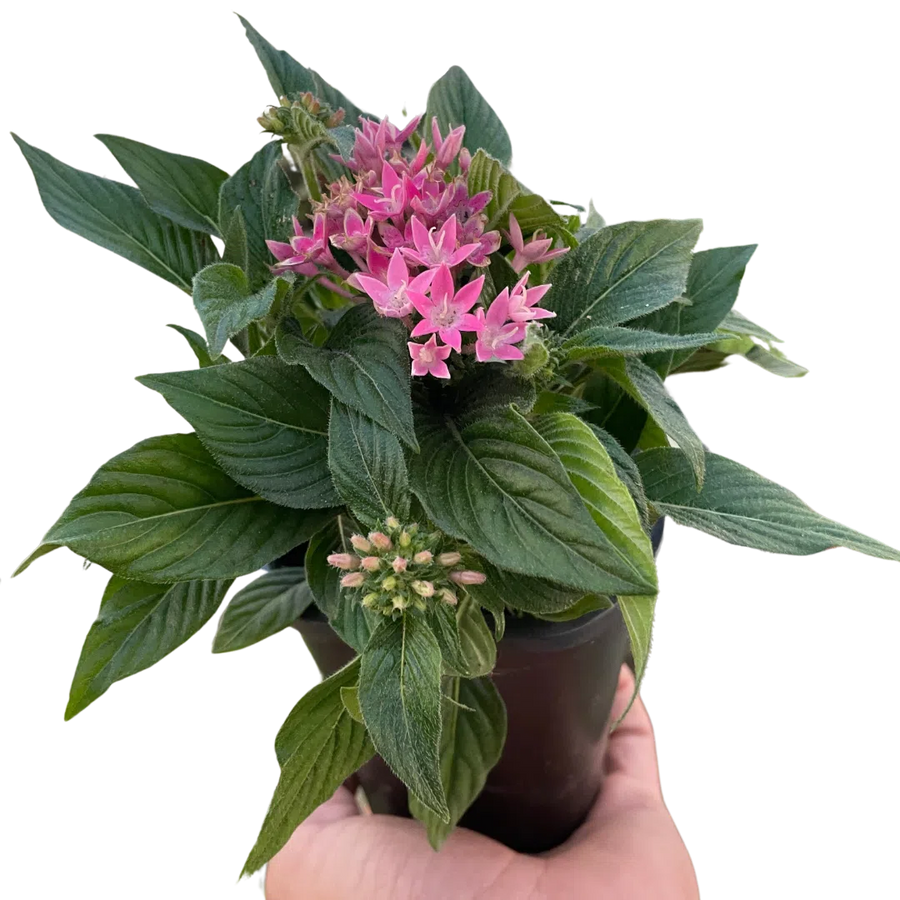 Penta-Flowering-American Plant Supply