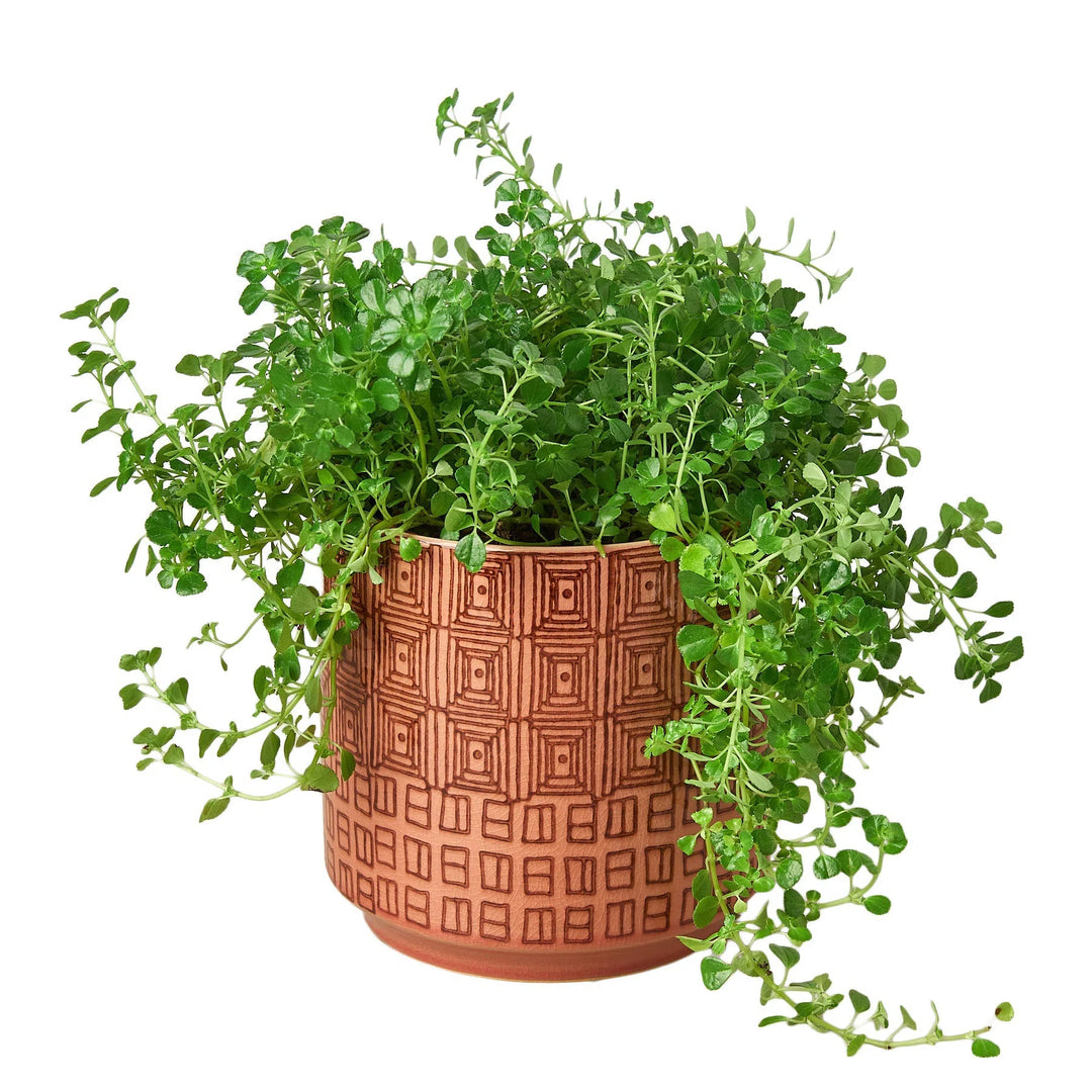 Pepe Planter - 6.5 Inch-Accessories ($10 Ship/31oz)-American Plant Supply