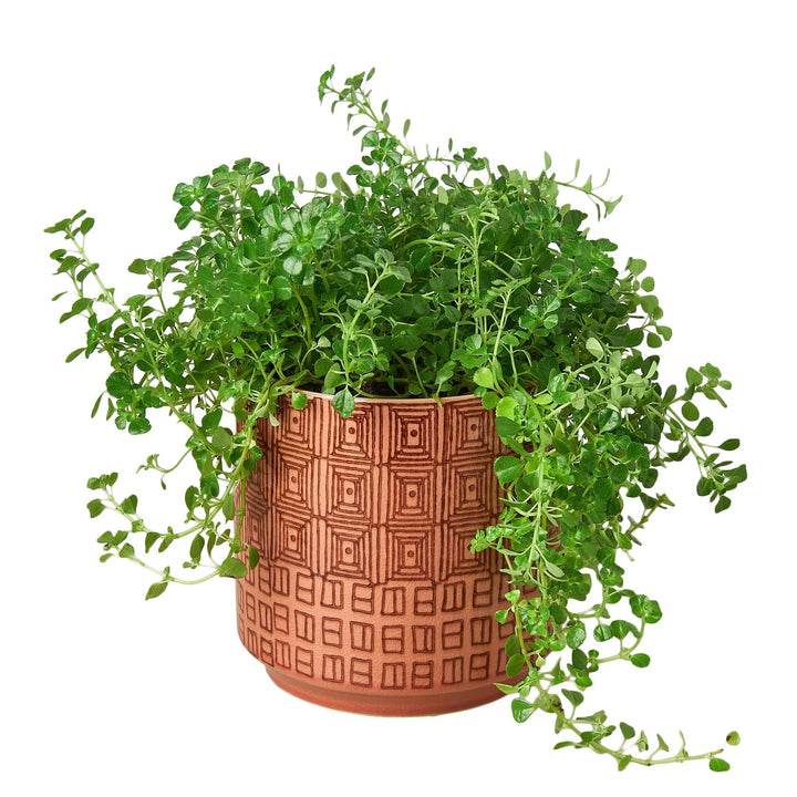 Pepe Planter - 6.5 Inch-Accessories ($10 Ship/31oz)-American Plant Supply