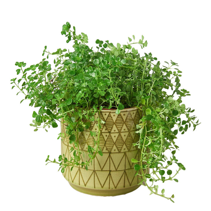 Pepe Planter - 6.5 Inch-Accessories ($10 Ship/31oz)-American Plant Supply