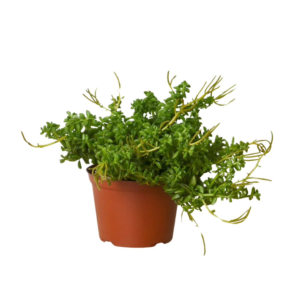 Peperomia 'Axillaris'-American Plant Supply