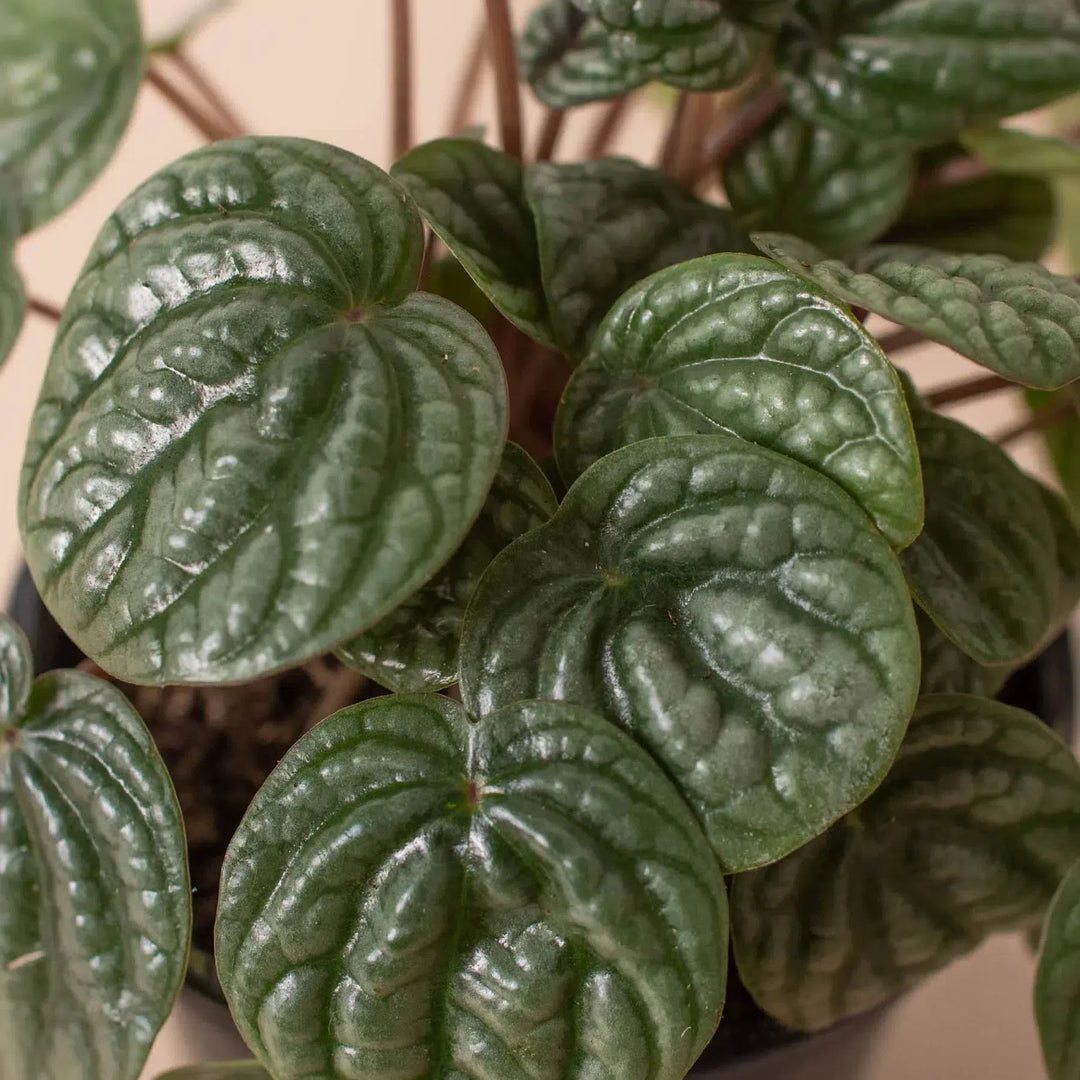 Peperomia 'Burbella'-American Plant Supply